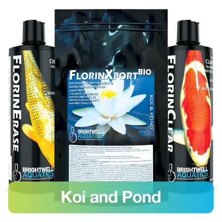 Koi and Pond